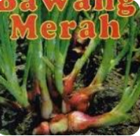 Image of Bawang Merah