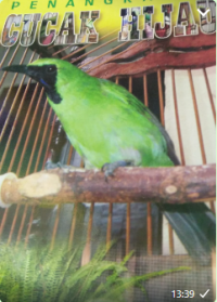 Image of Penangkaran Cecak Hijau