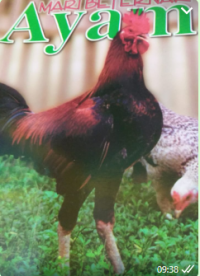 Image of Mari Berternak Ayam