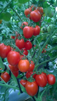 Image of Benih Tomat